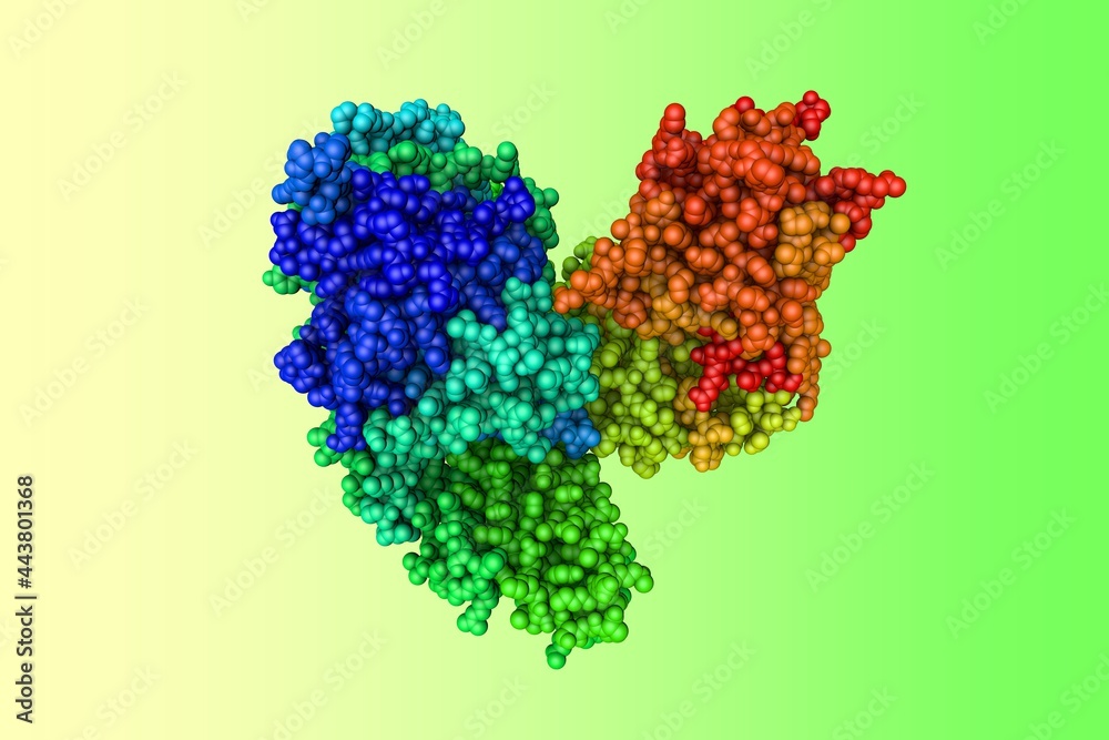 Space-filling molecular model of the tetanus neurotoxin produced by ...