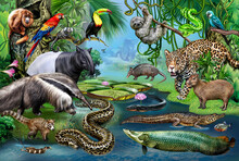 Animals Of The Amazon