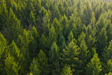 Fototapeta Las - Aerial view of the top of pine trees. Green fur tree background 