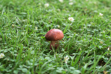 Mushroom porcini in the grass - close-up