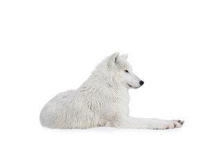 Wall Mural - polar wolf lies on the snow isolated on white background