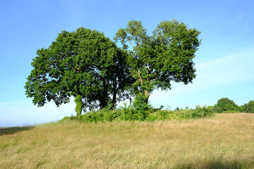 Zwei Eichen auf einem Feld