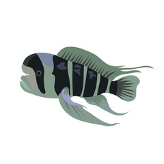 Cartoon illustrations of cichlid fish isolated on white background.