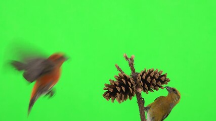 Canvas Print - female yellow crossbill sit on a pine cone, pecks seeds, male red crossbill arrives on a green screen, natural sound