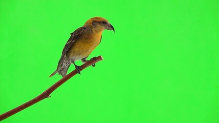 Sticker - female yellow crossbill sitting on a branch and flying on a green screen close-up. slow motion