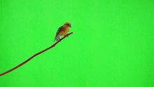 Female Yellow Crossbill Sitting On A Branch And Flying On A Green Screen. Slow Motion