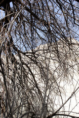 Poster - bare tree branches close-up background texture