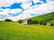 Buttercups In A Meadow With Barns And Dry Stone Walls And Cloudy Skies. A Summers Day. Yockenthwaite. Yorkshire Dales National Park.