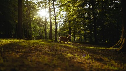 deer running and looking at camera in sunlit forest