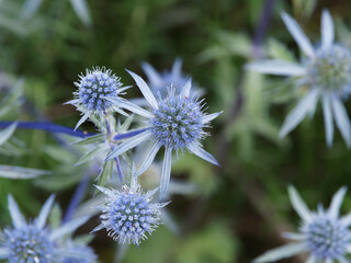 Poster - Eryngium planum | Touffes de chardon bleu ou panicaut à feuilles planes à fleurs en petites têtes rondes bleu azur sur hampes bleutées ramifiées et décoratives