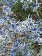 Poster - Eryngium planum | Touffes de chardon bleu ou panicaut à feuilles planes à fleurs en petites têtes rondes bleu azur sur hampes bleutées ramifiées et décoratives