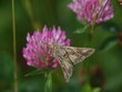 silver y moth (Autographa gamma) feeding on clover flower