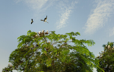 Adjutant storks returning to roost and nest on Majuli Island, Assam, India.