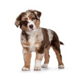 Cute red merle white with tan Australian Shepherd aka Aussie dog pup, standing facing front. Looking towards camera with cute head tilt, mouth closed. Isolated on a white background.
