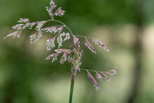 Raindrops Glisten On The Flower Panicles Of Grasses