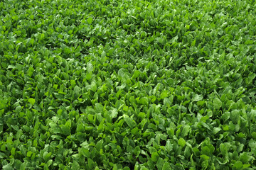 Wall Mural - Lush green Spinach cultivated in vegetable field, Fresh green leaves background