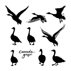 Canadian geese silhouettes. Black and white big set of birds. Vintage collection. Vector illustration on a white background.