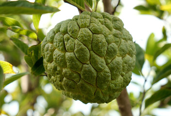 Wall Mural - Custard apple (fruit) or Sugar apples on the tree branch in the garden, India.