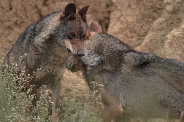 couple Iberian wolves (Canis lupus signatus) between the Mediterranean vegetation.