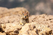 I see you - Golden Mantled Ground Squirrel