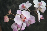 Fototapeta Storczyk - orchid flower on a dark background