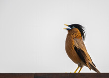 Brahminy Starling Singing A Song
