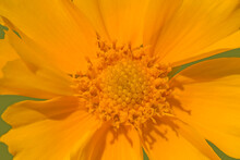 Close Up Of Yellow Flower