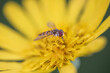 Pszczoła/ osa na żółtym kwiatku