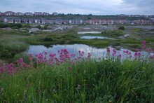 Wales Houses With Wetland