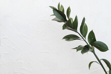 A Green Plant With Leaves On A White Background Copy The Space. Indoor Green Flower. The Concept Of Nature