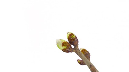 Poster - Blooming bud of a tree. Time lapse