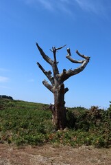 Sticker - tree in the desert