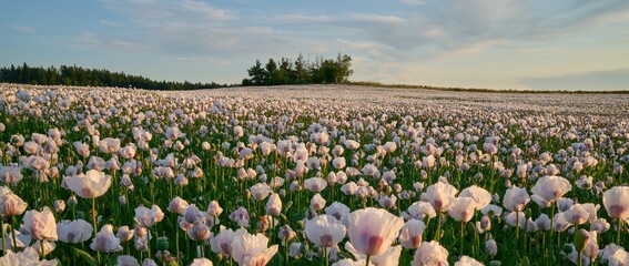 White poppy field under sunset light