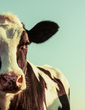 Holstein Cow Portrait