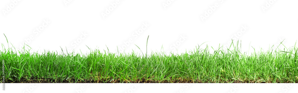 Beautiful lush green grass on white background. Banner design - obrazy, fototapety, plakaty 