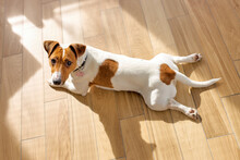 Cute Purebred Jack Russel Terrier Puppy With Folded Ears At Home, Lying On Floor Alone Having Rest And Looking At Camera. Small Adorable Doggy With Funny Fur Stains. Close Up, Copy Space, Background.