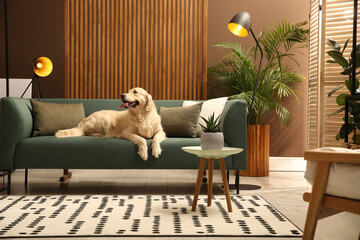 Wall Mural - Modern living room interior. Cute Golden Labrador Retriever on couch