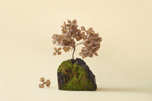 Tree Bark Piece And Dry Flowers