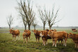© Melissa Milis Photography/Stocksy - a meadow full of brown cows