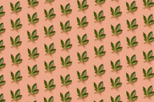 Pattern Of Green Leaves Of Cannabis