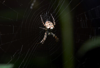 The microscopic insect world through the lens, spider