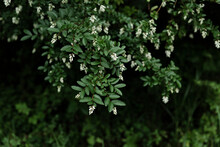 A White Flower Blooms In A Forest Tree