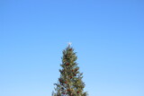 Fototapeta Tulipany - リスマスツリー/Christmas tree