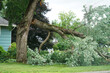 © nd700 - fallen tree in the storm in the yard