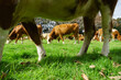 © Brian Scantlebury - Cattle grazing in typical agricultural image