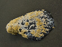 Piece Of Coal  Encrusted With Barnacles On  Bishop's
 Beach In Homer, Alaska    