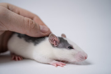 Wall Mural - Close-up of a human hand stroking a rat. Cute rat isolated on white background. Pet.