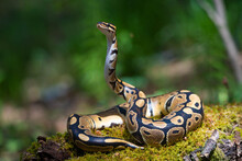 An Adult Royal Python Looks Up And Watches. Snake On The Green Grass. Forest Animals.