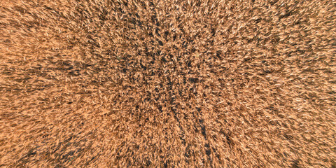 The spikes of ripe wheat on the field on a summer day - a top view shot. The texture of barley spikes on a grain farm field.