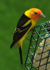 Wall Mural - close up of colorful male  western tanager perched on a suet cake feeder in a back yard in early summer in broomfield, colorado 